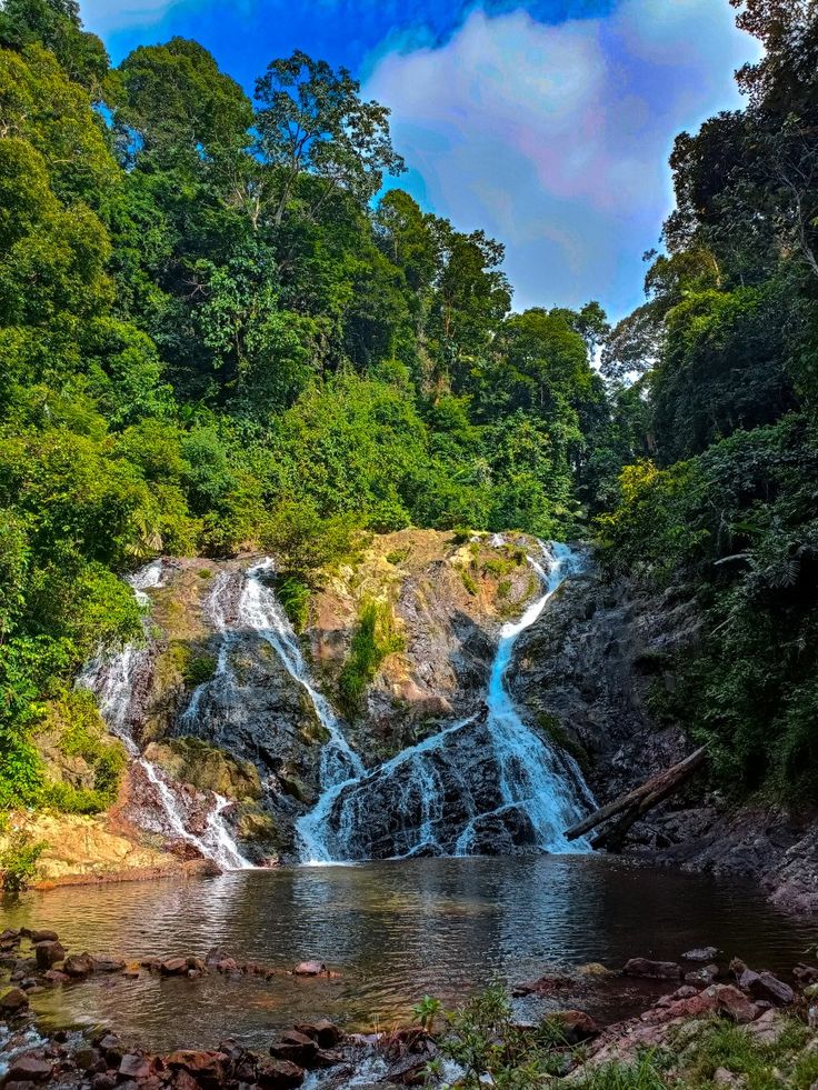 Lush Green Malaysia Rainforest
