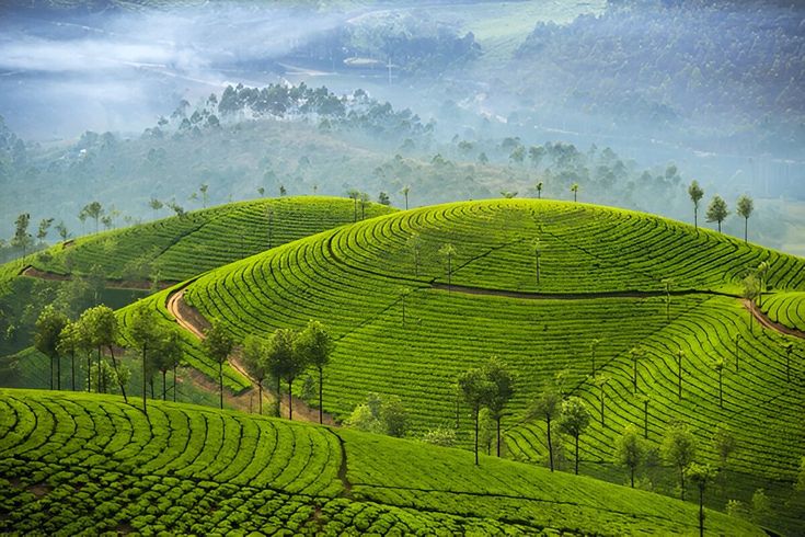 Winter in Kerala Munnar