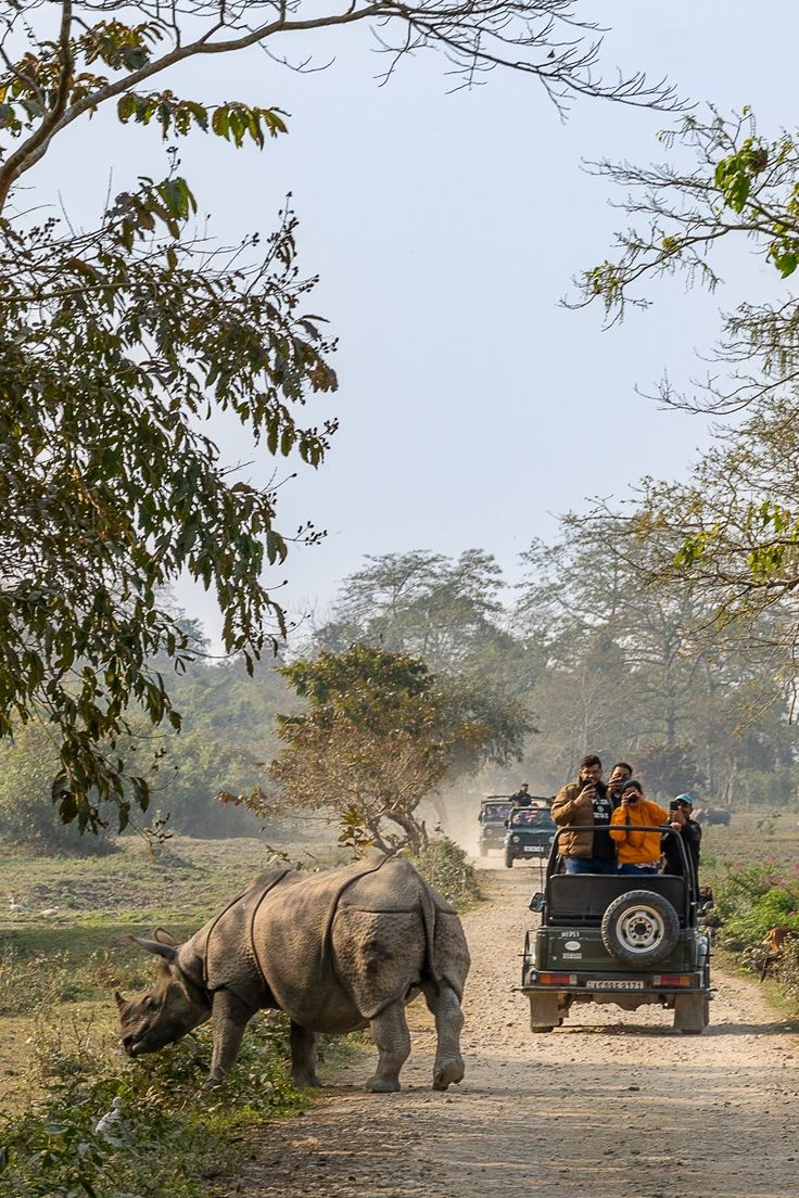 Wildlife Safari Madhya Pradesh
